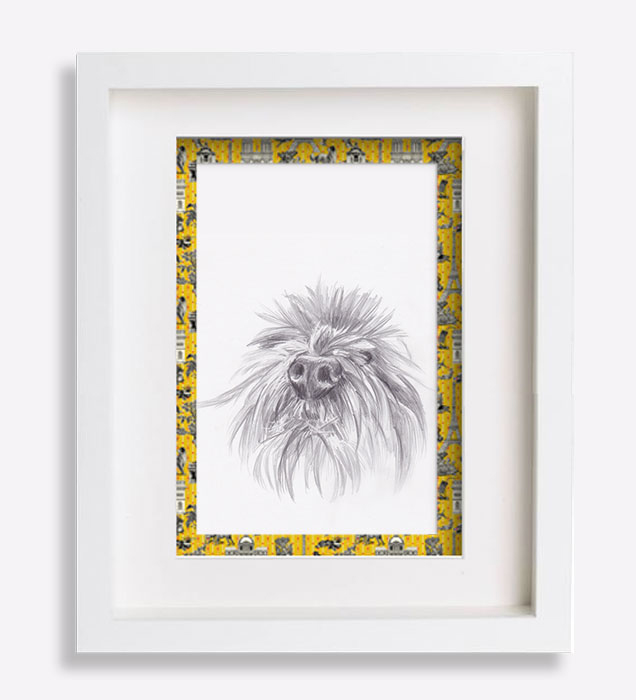 dessin-au-crayon-du-museau-yorkshire-'Pistache'-sophie-de-boissieu-